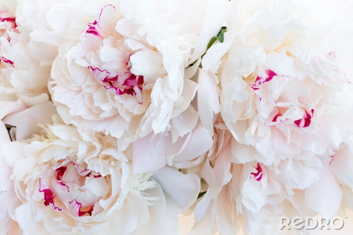 Papier peint  Bouquet de pivoines blanches