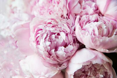 Papier peint  Bouquet de pivoines roses
