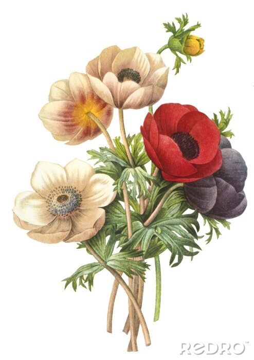 Papier peint  Bouquet de plantes des champs en fleurs