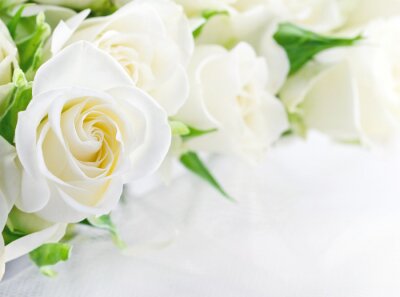 Papier peint  Bouquet de roses blanches gros plan
