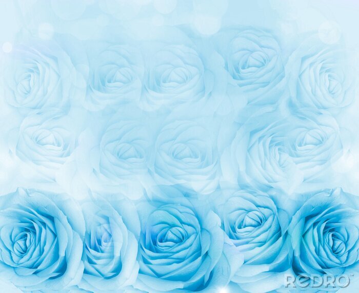 Papier peint  Bouquet de roses bleu clair