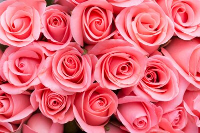 Papier peint  Bouquet de roses couleur rose