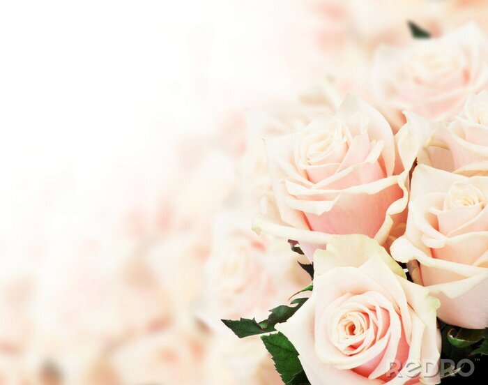 Papier peint  Bouquet de roses couleur rose