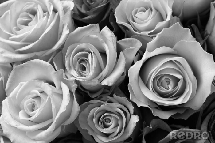 Papier peint  Bouquet de roses noir et blanc