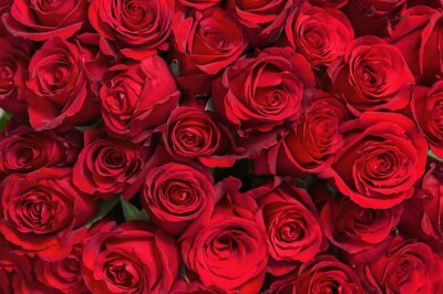 Papier peint  Bouquet de roses rouges