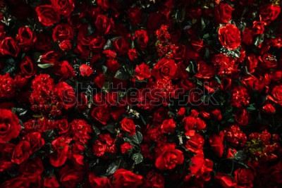 Papier peint  Bouquet de roses rouges