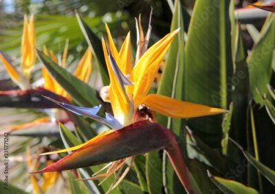 Papier peint  bouquet de strelitzia