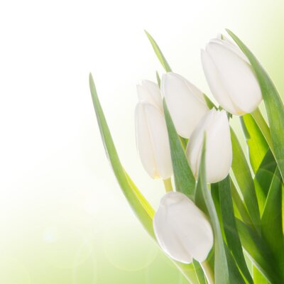 Papier peint  Bouquet de tulipes blanches