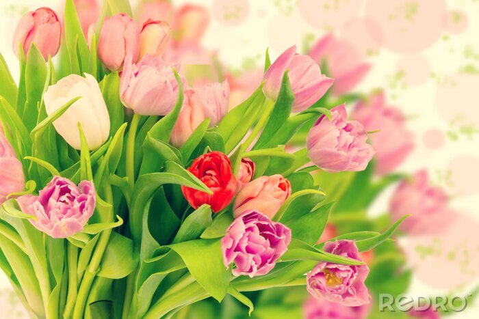 Papier peint  Bouquet de tulipes colorées
