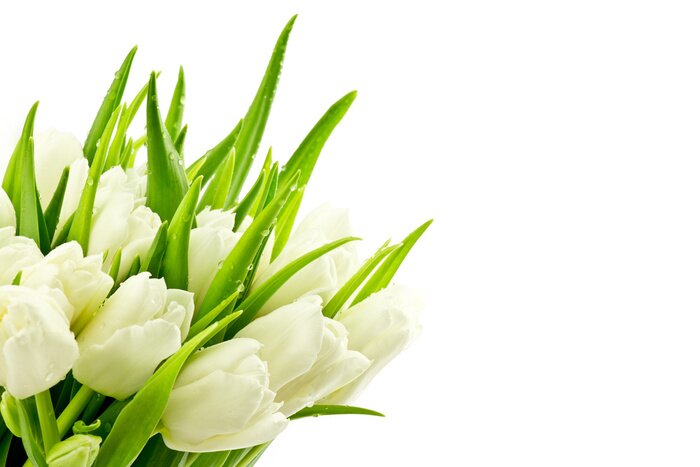 Papier peint  Bouquet de tulipes fraîchement coupées