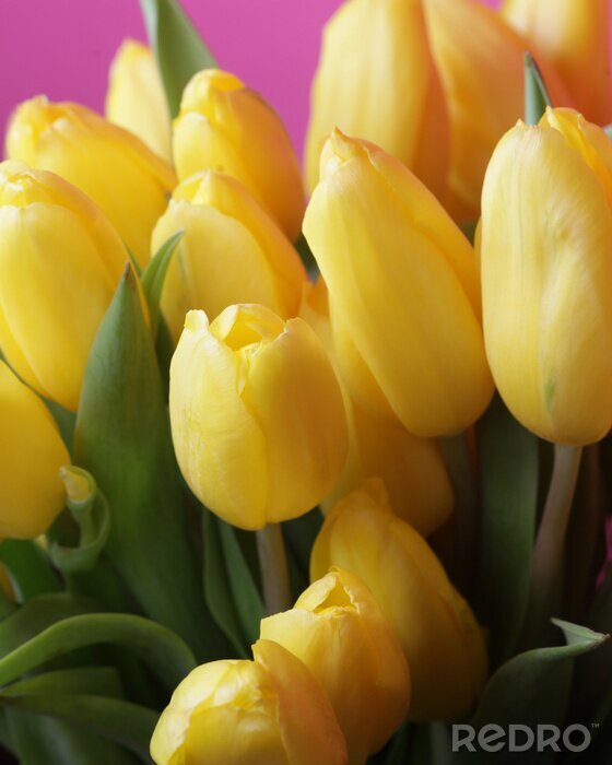 Papier peint  Bouquet de tulipes jaunes