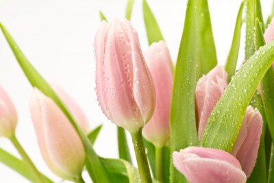 Papier peint  Bouquet de tulipes rose pâle