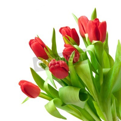 Papier peint  Bouquet de tulipes rouges