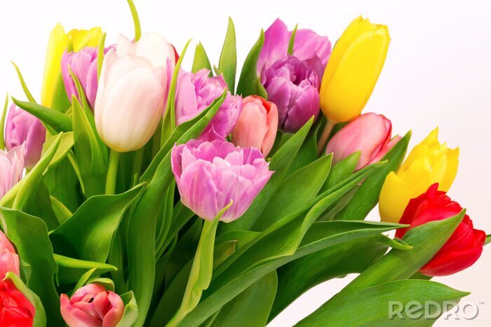 Papier peint  Bouquet de tulipes sur fond clair