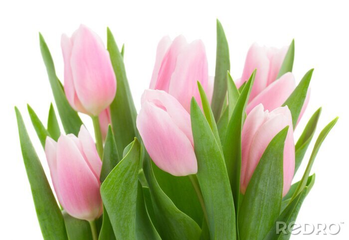 Papier peint  Bouquet de tulipes sur un fond clair