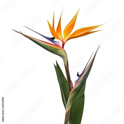 Papier peint  Bouquet of bird of paradise Strelitzia reginae flower plant with leaves isolated on white background. 3D rendering. Flat lay, top view. macro closeup
