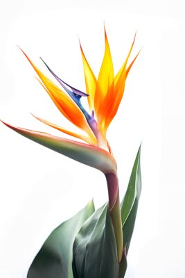 Papier peint  Bouquet of bird of paradise Strelitzia reginae flower plant with leaves isolated on white background. 3D rendering. Flat lay, top view. macro closeup