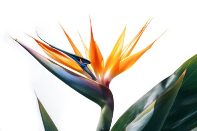Papier peint  Bouquet of bird of paradise Strelitzia reginae flower plant with leaves isolated on white background. 3D rendering. Flat lay, top view. macro closeup