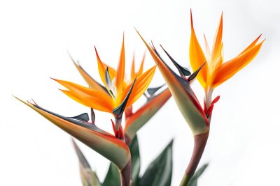 Papier peint  Bouquet of bird of paradise Strelitzia reginae flower plant with leaves isolated on white background. 3D rendering. Flat lay, top view. macro closeup