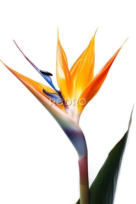 Papier peint  Bouquet of bird of paradise Strelitzia reginae flower plant with leaves isolated on white background. 3D rendering. Flat lay, top view. macro closeup