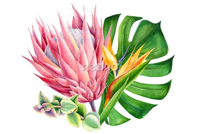 Papier peint  bouquet of exotic flowers, watercolor painting, hand drawing, guzmania, strelitzia, protea, eucalyptus leaves