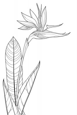 Papier peint  Bouquet of outline tropical Strelitzia reginae or bird of paradise flower and ornate leaf in black isolated on white background. 