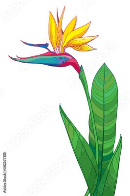 Papier peint  Bouquet of outline tropical Strelitzia reginae or bird of paradise flower bunch and ornate green leaf isolated on white background.