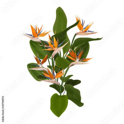 Papier peint  Bouquet of Strelitzia flowers is painted in vector watercolor. Vector illustration.