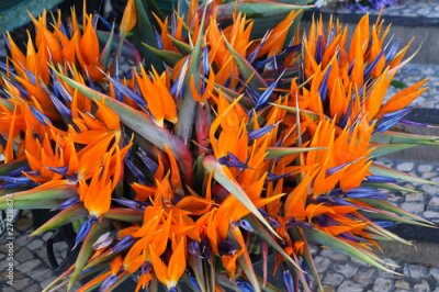 Papier peint  Bouquet of Strelizia, bird of paradise flower, Strelitzia reginae