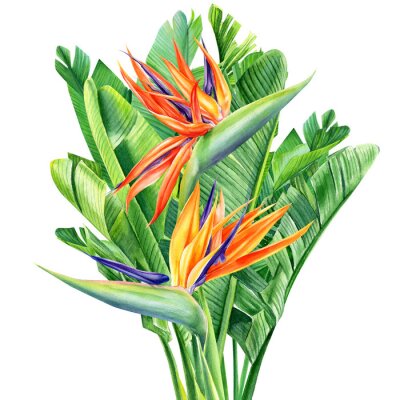 Papier peint  bouquet of tropical flowers and leaves, Strelitzia reginae on an isolated white background, watercolor tropical plants, botanical illustration, greeting card, bird-of-paradise