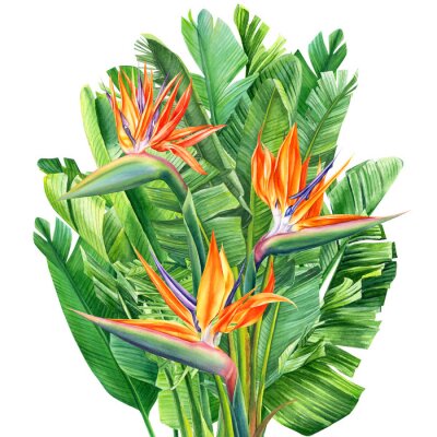Papier peint  bouquet of tropical flowers and leaves, Strelitzia reginae on an isolated white background, watercolor tropical plants, botanical illustration, greeting card, bird-of-paradise