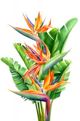 Papier peint  bouquet of tropical flowers and leaves, Strelitzia reginae on an isolated white background, watercolor tropical plants, botanical illustration, greeting card, bird-of-paradise