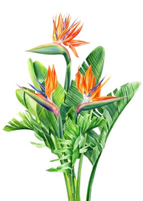 Papier peint  bouquet of tropical flowers and leaves, Strelitzia reginae on an isolated white background, watercolor tropical plants, botanical illustration, greeting card, bird-of-paradise