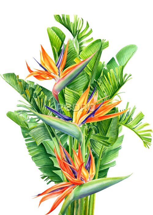 Papier peint  bouquet of tropical flowers and leaves, Strelitzia reginae on an isolated white background, watercolor tropical plants, botanical illustration, greeting card, bird-of-paradise
