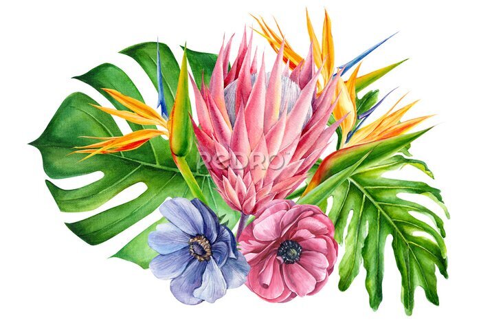 Papier peint  bouquet of tropical flowers, watercolor painting, hand drawing, strelitzia,  protea, blue and pink anemone, leaves of palms, monstera