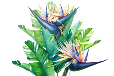Papier peint  bouquet of tropical strelitzia flowers on a white background, watercolor illustration