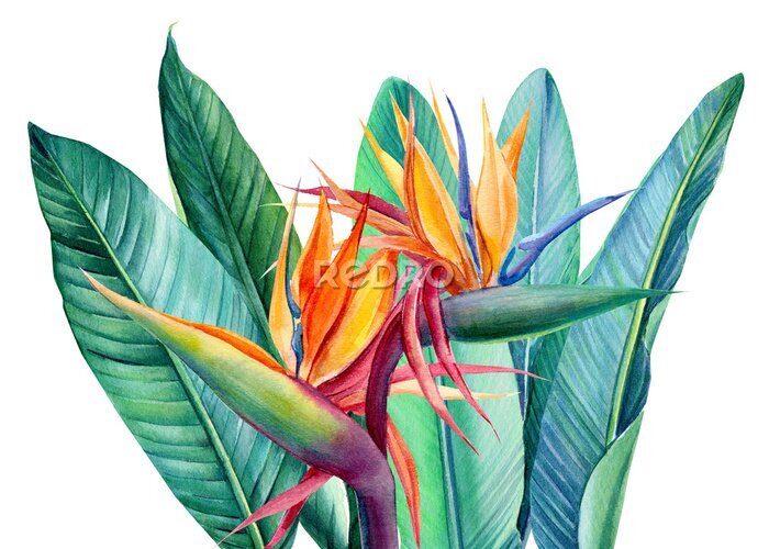 Papier peint  bouquet tropical bright flowers, paradise flower, strelitzia on white background, watercolor illustration, botanical painting, jungle design