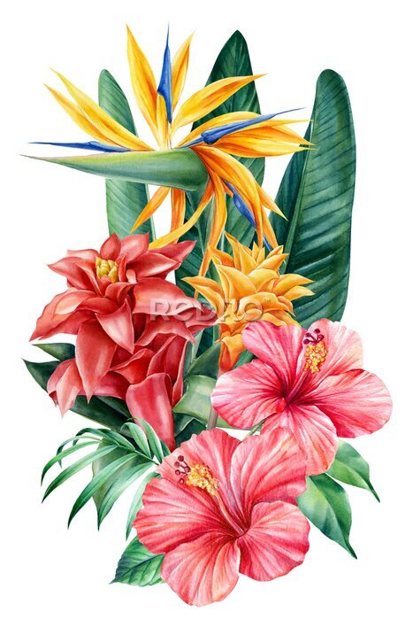 Papier peint  Bouquet tropical flowers on isolated background, watercolor illustration. Strelitzia, guzmania, hibiscus, palm leaves