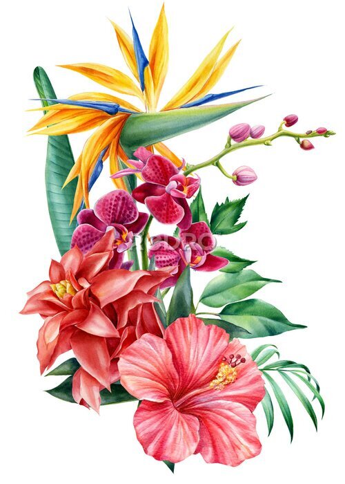 Papier peint  Bouquet tropical flowers on isolated background, watercolor illustration. Strelitzia, hibiscus, orchid, palm leaves