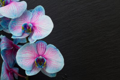 Papier peint  Bouquet, violet, orchidées