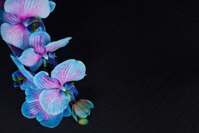 Papier peint  Bouquet, violet, orchidées