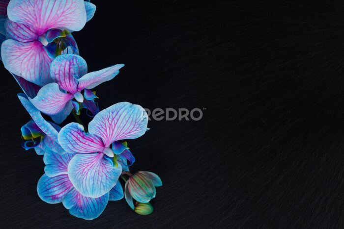 Papier peint  Bouquet, violet, orchidées