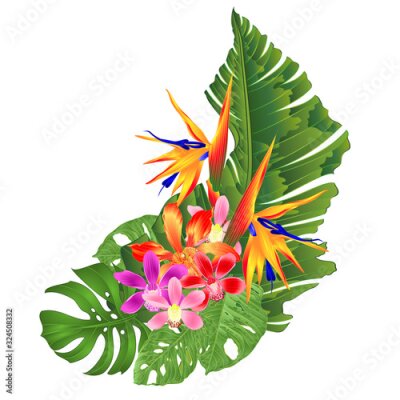Papier peint  Bouquet with tropical flowers   Strelitzia reginae pink and purple red  orchid cymbidium and Cattleya palm monstera leaf banana  vintage vector illustration editable hand draw