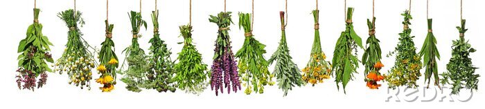 Papier peint  Bouquets d&#39;herbes fraîches colorées sur fond blanc