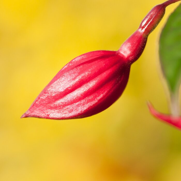 Papier peint  Bourgeon