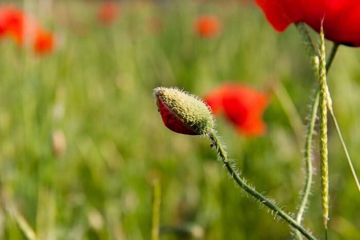 Papier peint  Bourgeon de coquelicot rouge