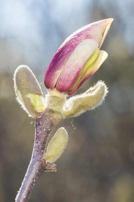 Papier peint  Bourgeon de magnolia en gros plan
