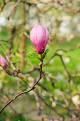 Papier peint  Bourgeon de magnolia rose florissant