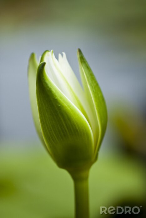 Papier peint  Bourgeon vert