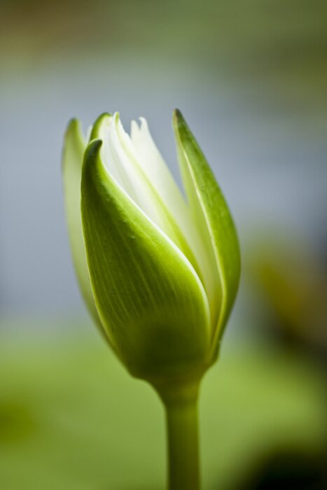 Papier peint  Bourgeon vert